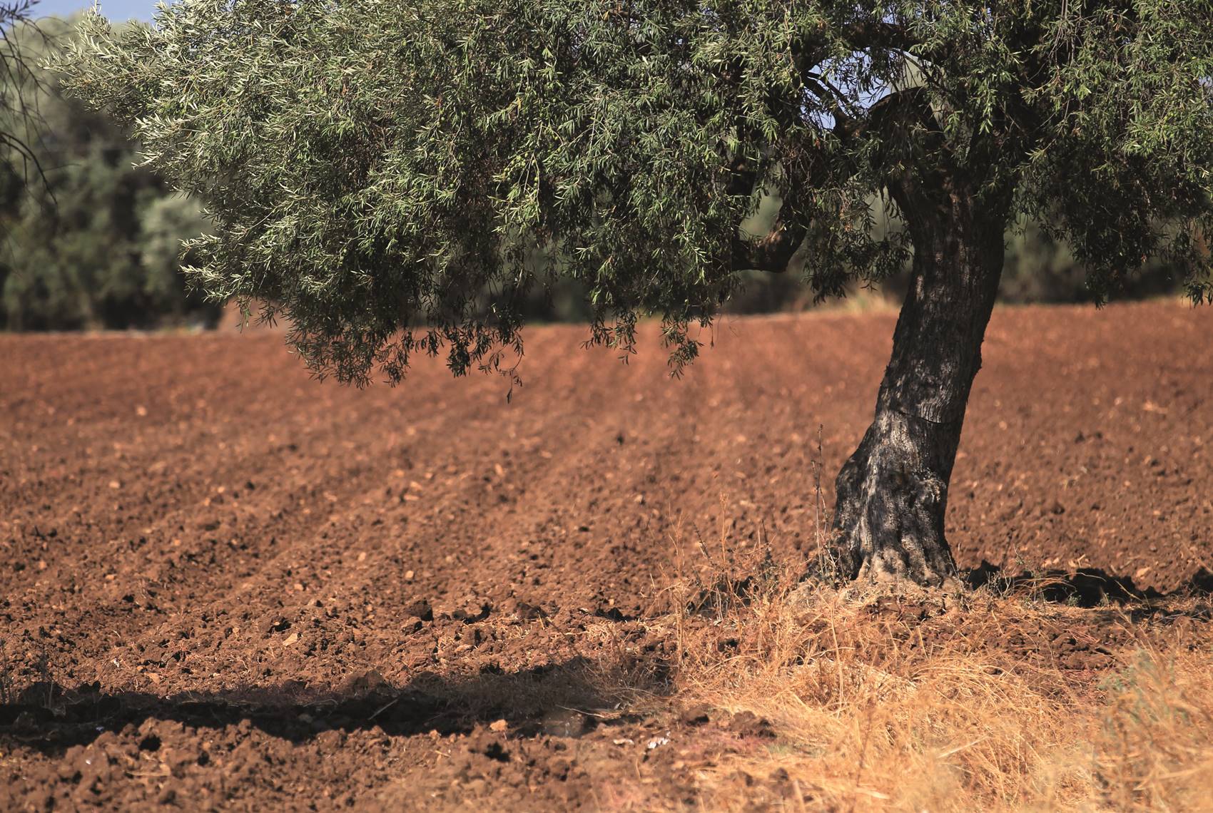 Foto Campagne di Palazzolo Acreide Siracusa in Sicilia - photo A001