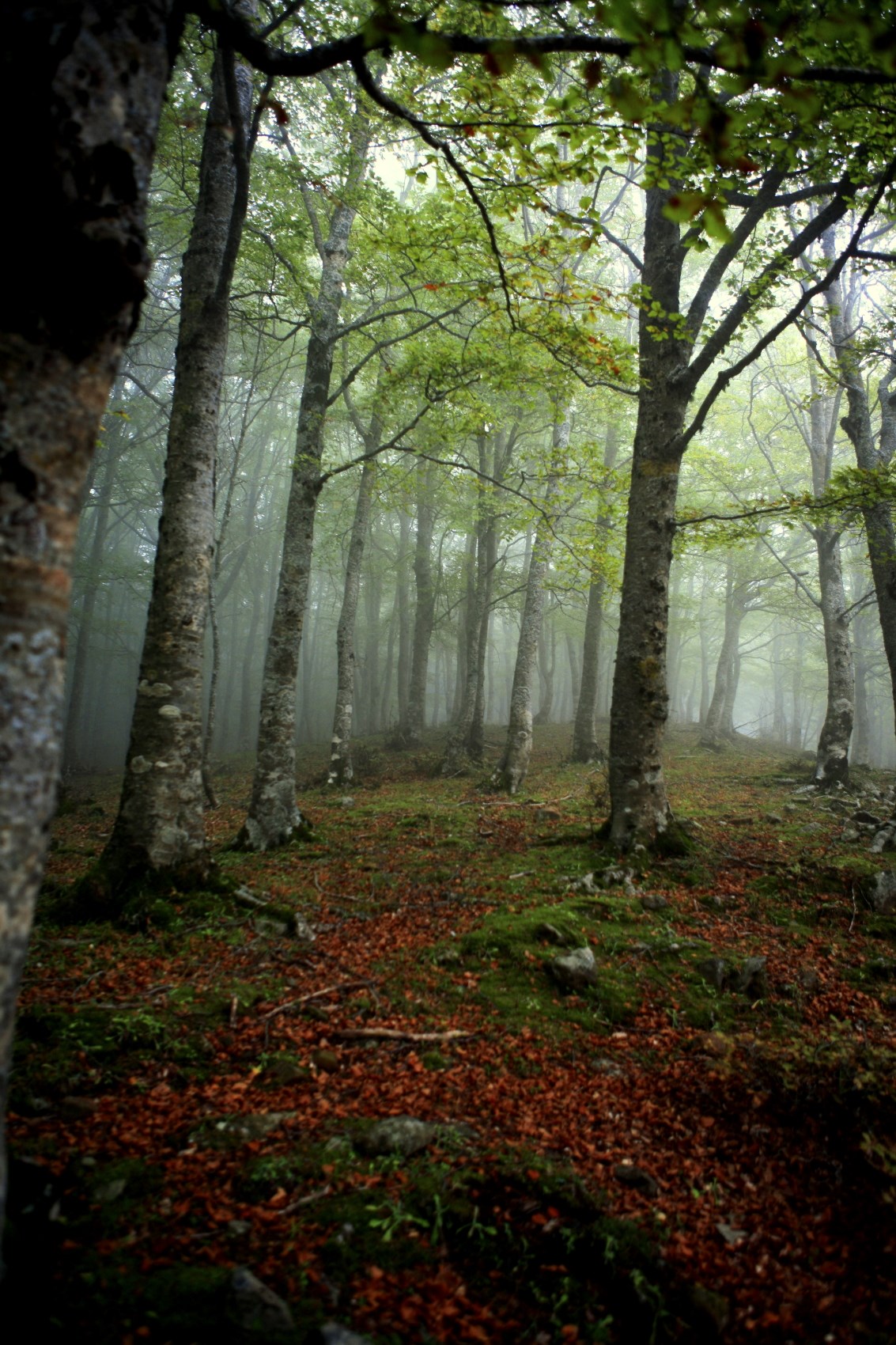 Il bosco degli Hobbit, Monte Saro, Cesarò (Messina) - photo A006