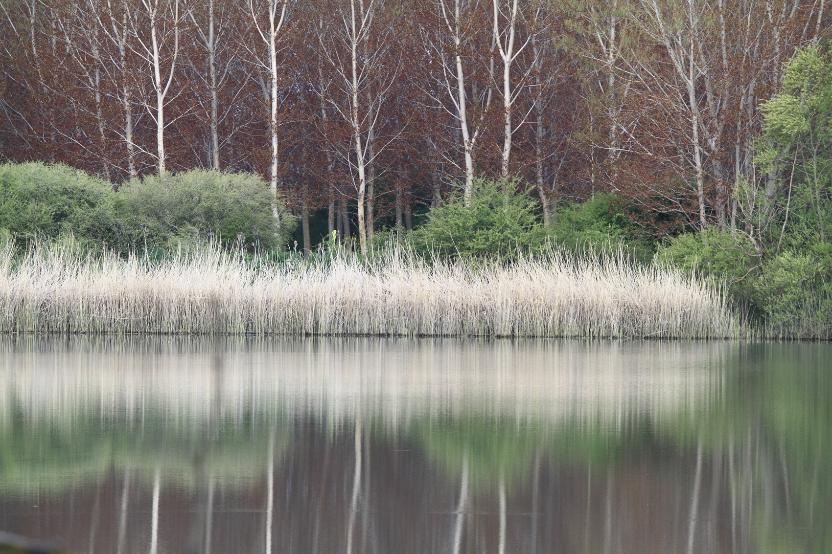 Riflessi sul Lago Gurrida Randazzo in Sicilia - photo A007