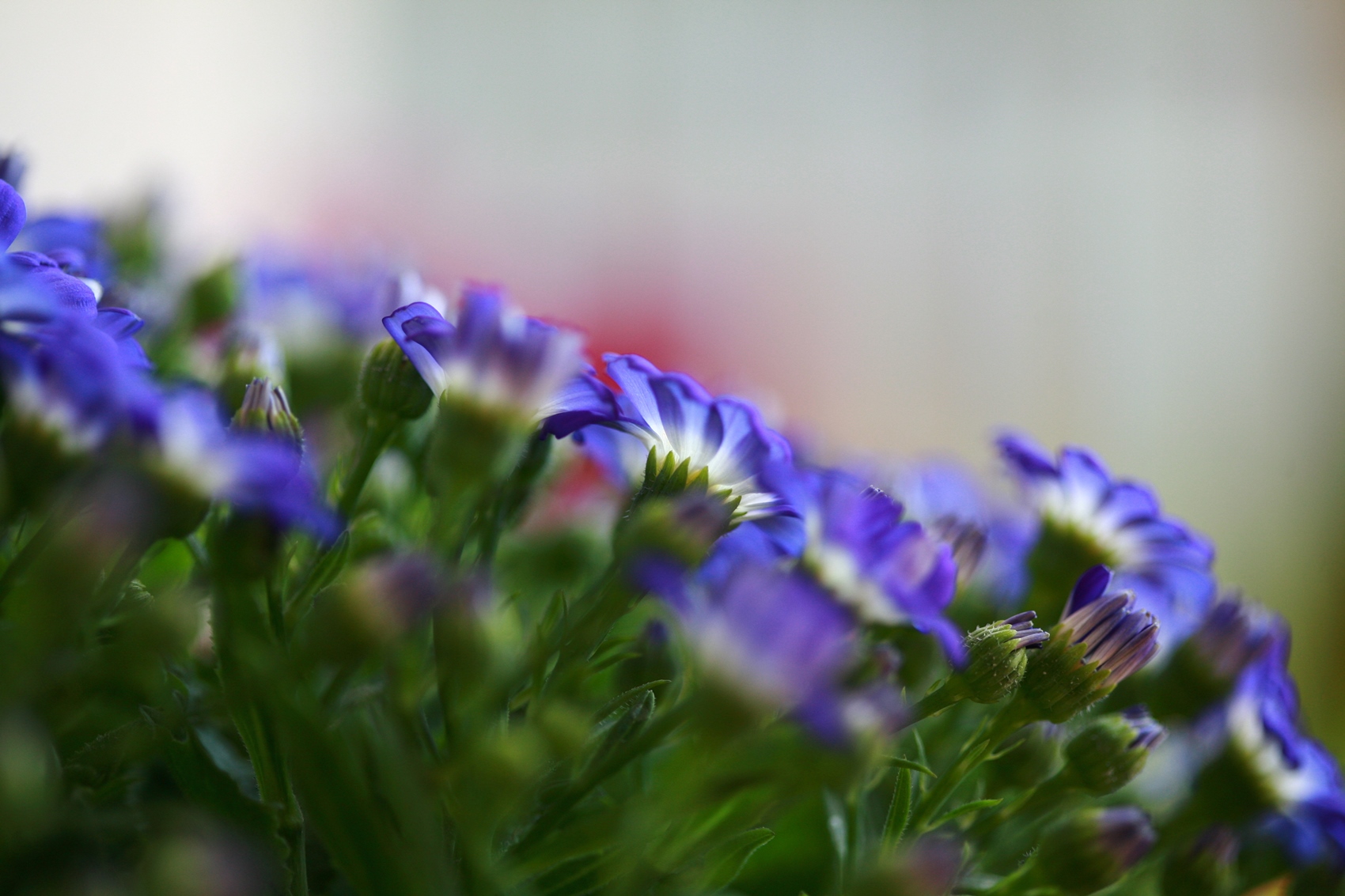 Sfumature di viola foto - photo A002